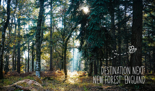 Destination Next: New Forest, England